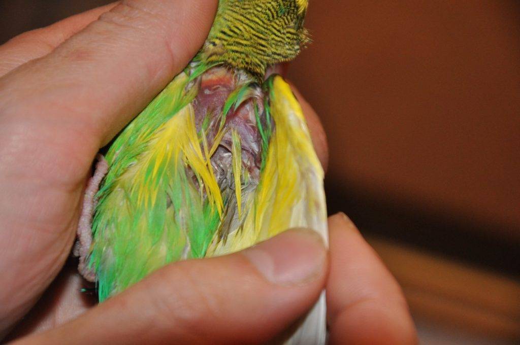 Почему чешется волнистый попугай