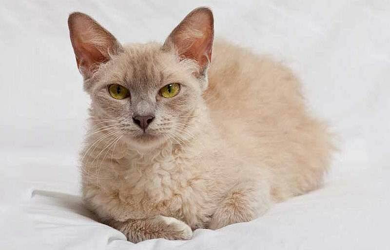Лаперм: описание породы кошек, содержание, фото и цена