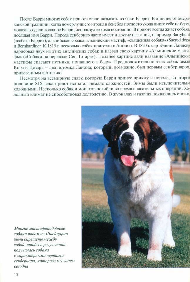Ландсир: описание породы собак. ландсир (европейско-континентальный тип)