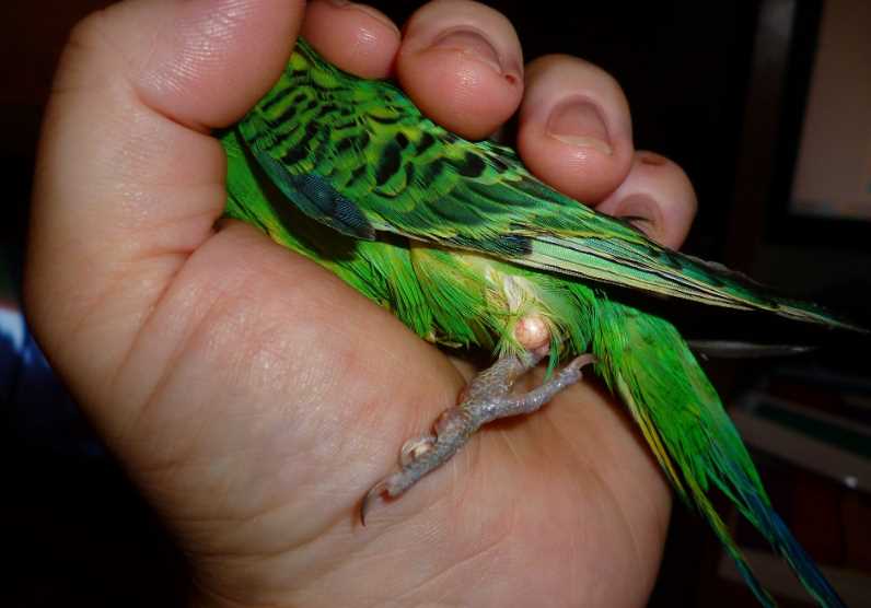 Болезни волнистых попугайчиков: фото, симптомы и лечение