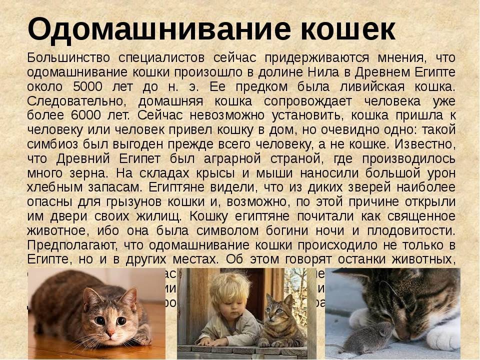Условия для содержания кошек в квартире правила и ответственность