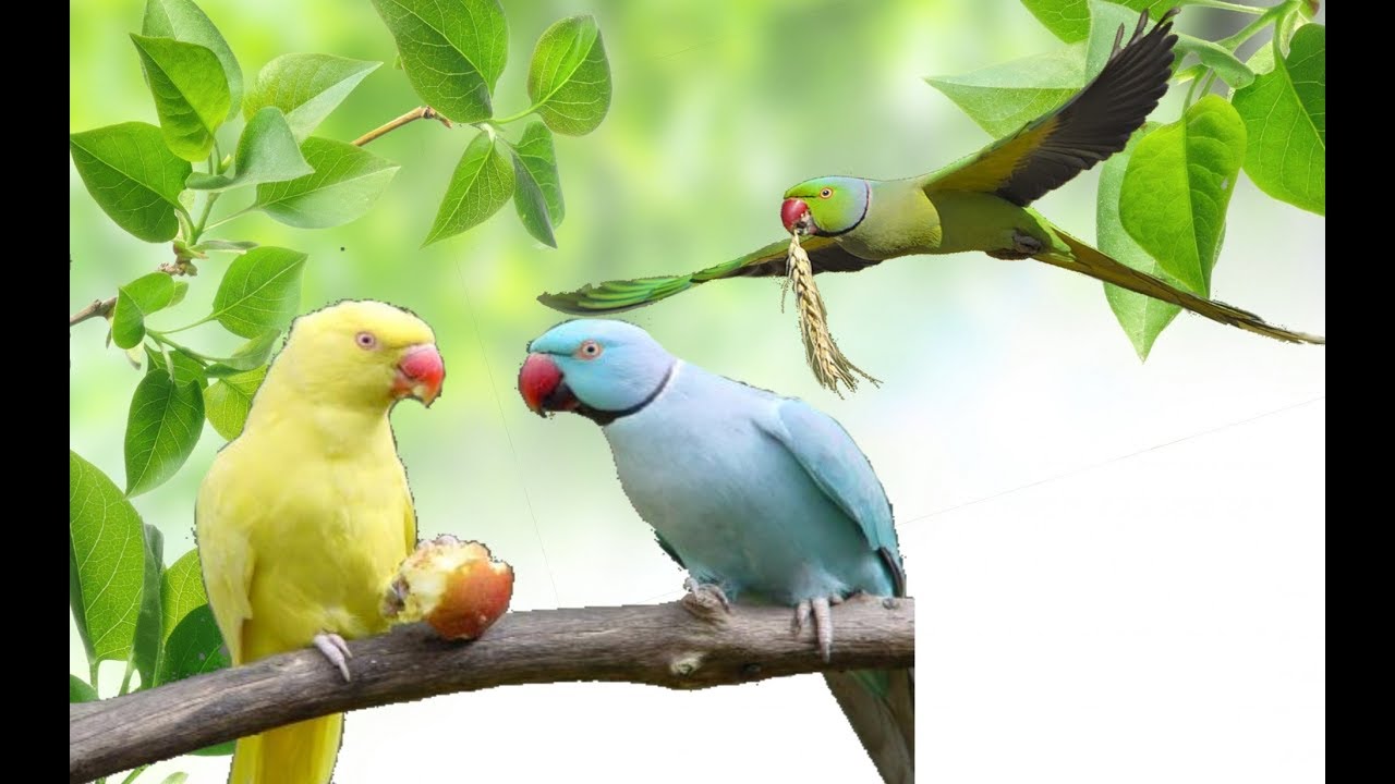 Ожереловый попугай крамера (индийский кольчатый попугай) — описание, характер, цена, уход и содержание, фото