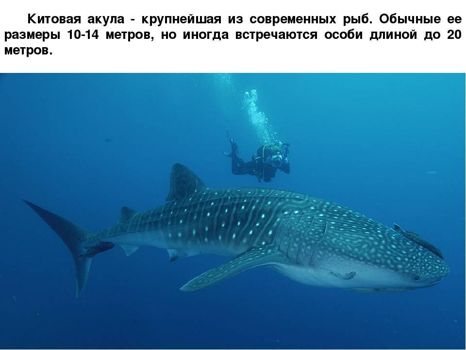 Китовая акула самая большая в мире рыба. морские гиганты, самые крупные рыбы в океане. | живая природа, окружающая среда, экологические новости – densegodnya.ru