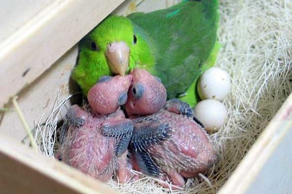 [новое исследование] птенцы волнистых попугаев: появление и уход, чем кормить, внешний вид и уход