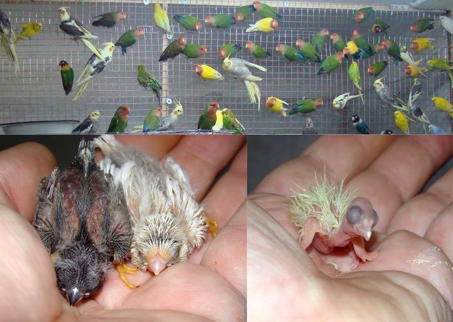 Корелла — описание вида попугаев, уход и содержание в домашних условиях