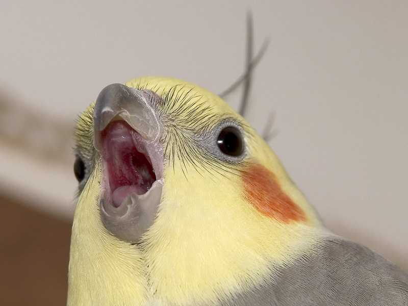 Почему волнистый попугай сидит нахохлившись, дрожит и закрывает глаза