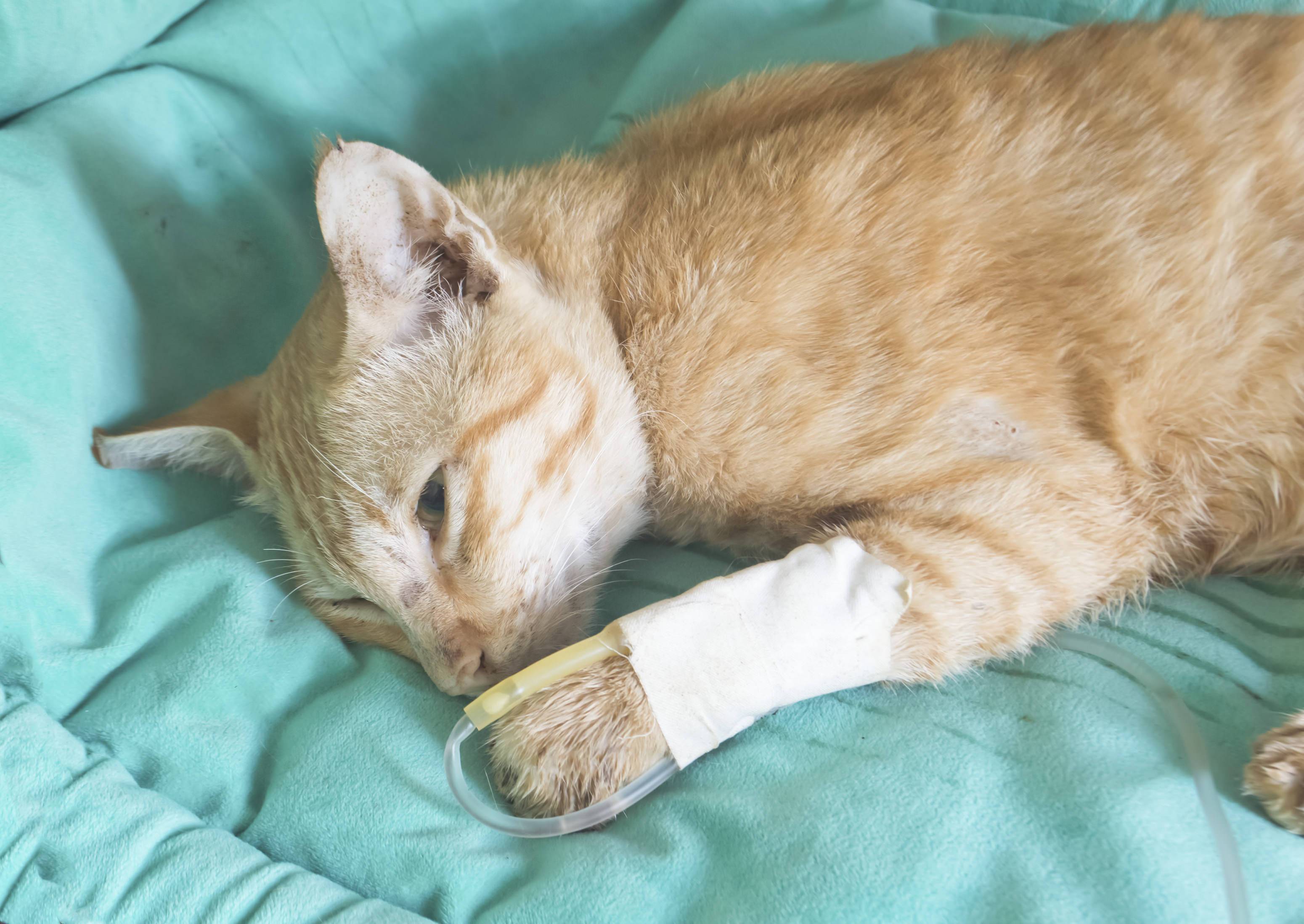 Чума у кошек: что такое панлейкопения, симптомы чумки у кошек, формы течения болезни, лечение и восстановление