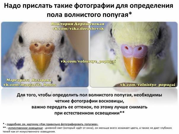 Как различить волнистых попугаев по полу: самец или самка
