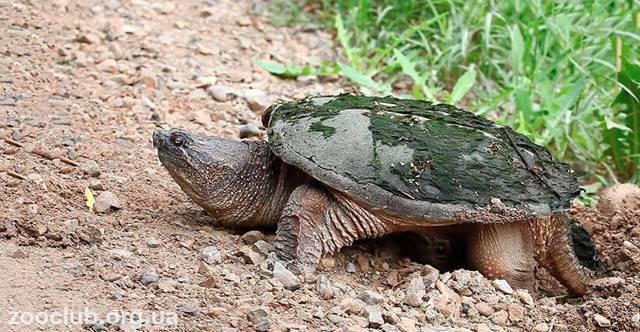 Черепаха: все самое интересное о повадках, образе жизни
