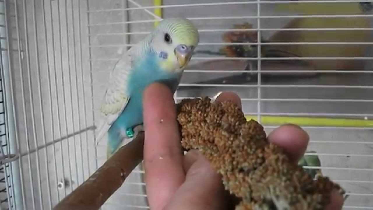 Секреты быстрого приручения волнистого попугая к рукам | блог ветклиники "беланта"
