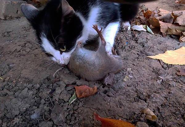 Как отравить кота отравой для мышей, если кошка съела отравленную мышь