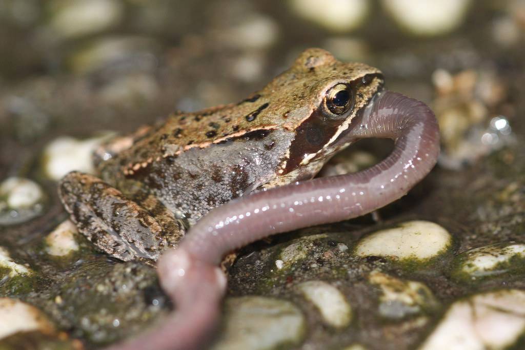 Земляная жаба ???? фото, описание, ареал, питание, враги ✔