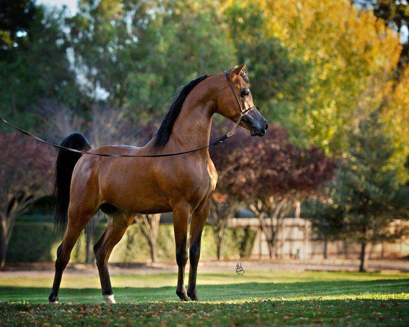 Арабская лошадь: описание породы, фото, содержание