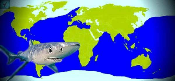 Белая акула - особенности строения, места обитания, питание