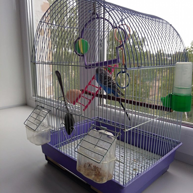 Клетка для попугая – как обустроить жилище для птицы, какие аксессуары выбрать и можно ли сделать клетку самостоятельно?