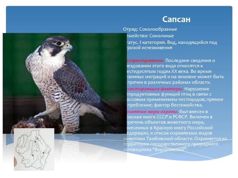 Сапсан птица. описание, особенности, виды, образ жизни и среда обитания сапсана