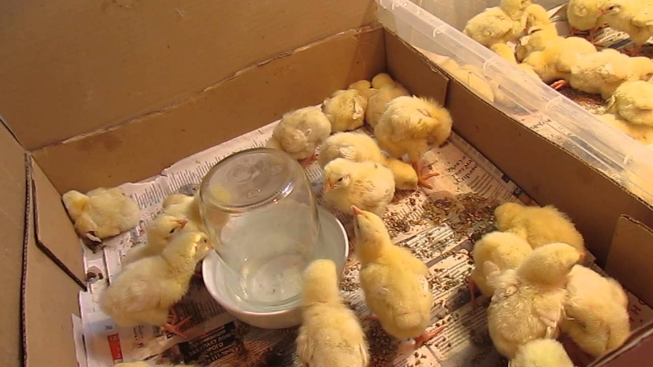 Выращивание цыплят для новичков: домашних и бройлеров