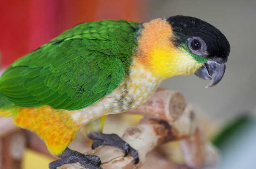 Как выглядит черноголовый попугай: фото, описание, размножение
