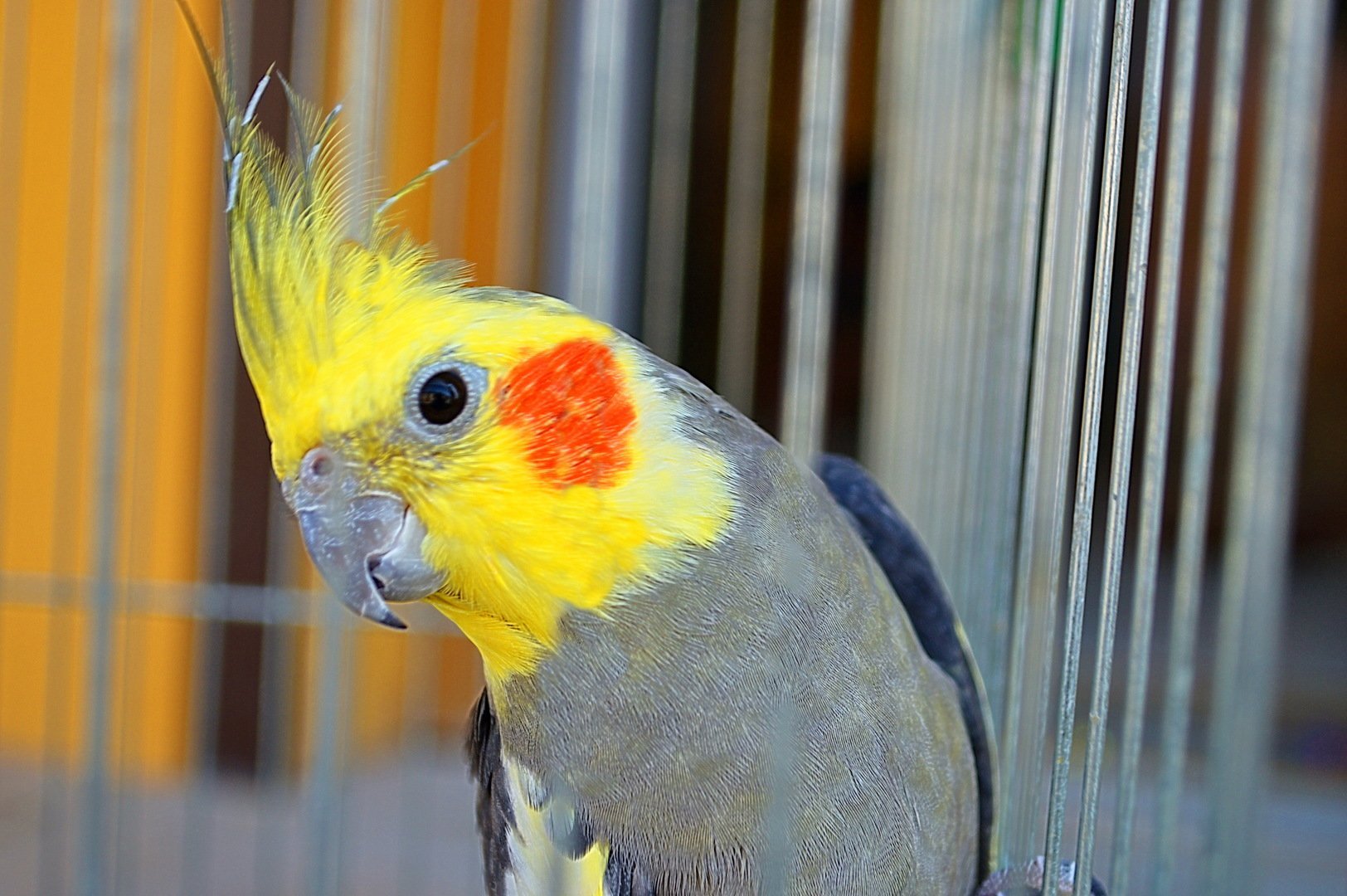 Какого попугая лучше завести для дома и квартиры: фото, описание, лучшие виды для ребенка, плюсы и минусы