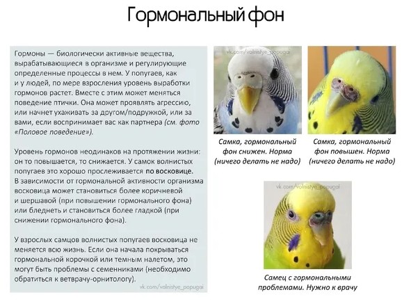 Миссия выполнима: как быстро разговорить волнистого попугая