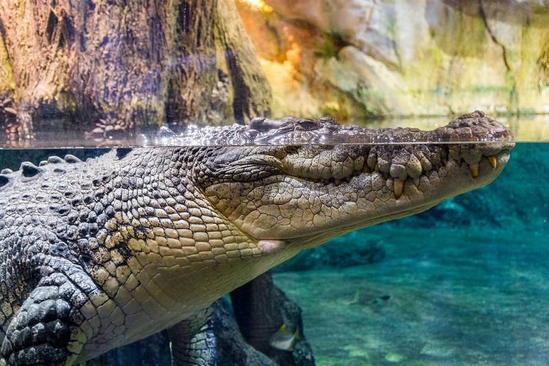 Самые большие виды крокодилов в мире. топ-10