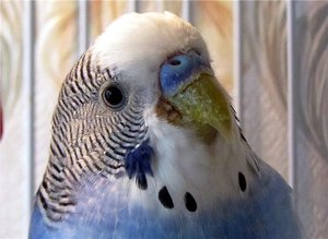 Особенности пения волнистых попугаев — не только чириканье
