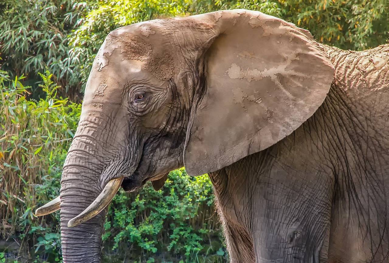 Органы чувств и хобот слона. значение и основные функции хобота слона чем служит хобот у слона