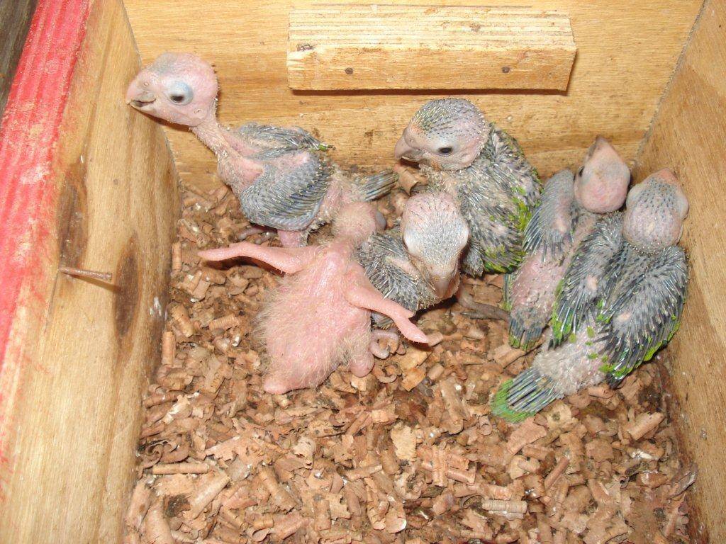 Размножение волнистых попугаев домашних условиях