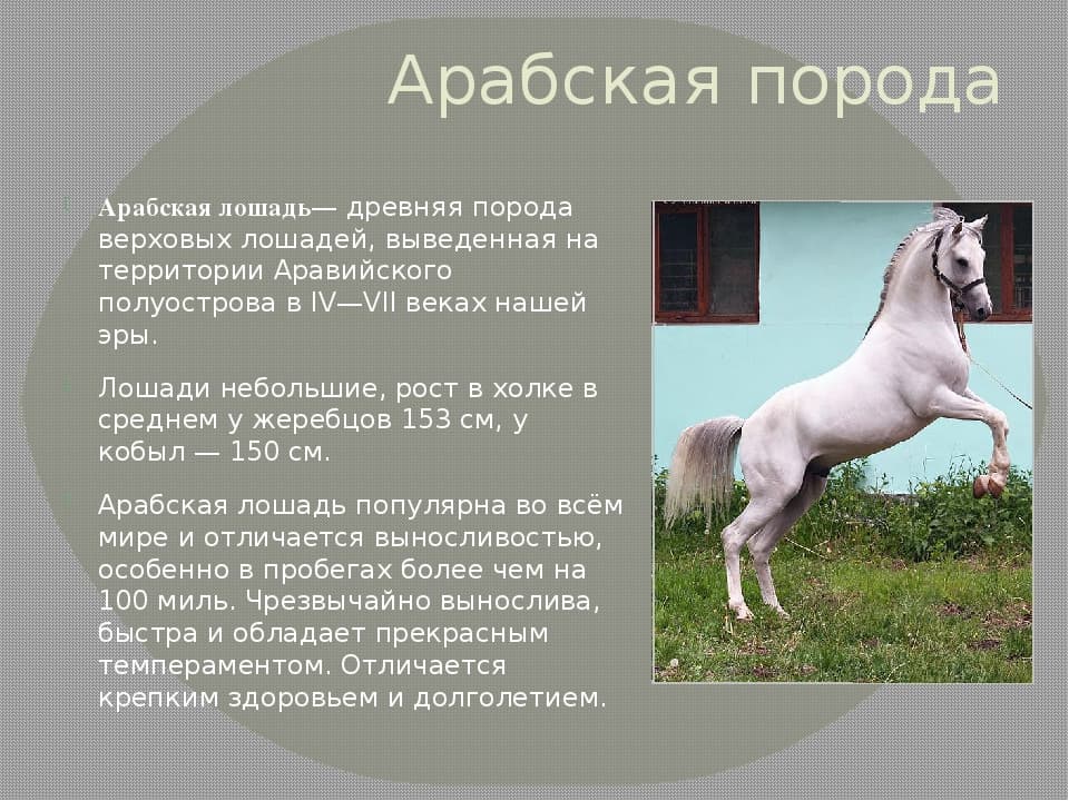 Названия и краткое описание пород лошадей тяжеловозов, фото владимирской породы