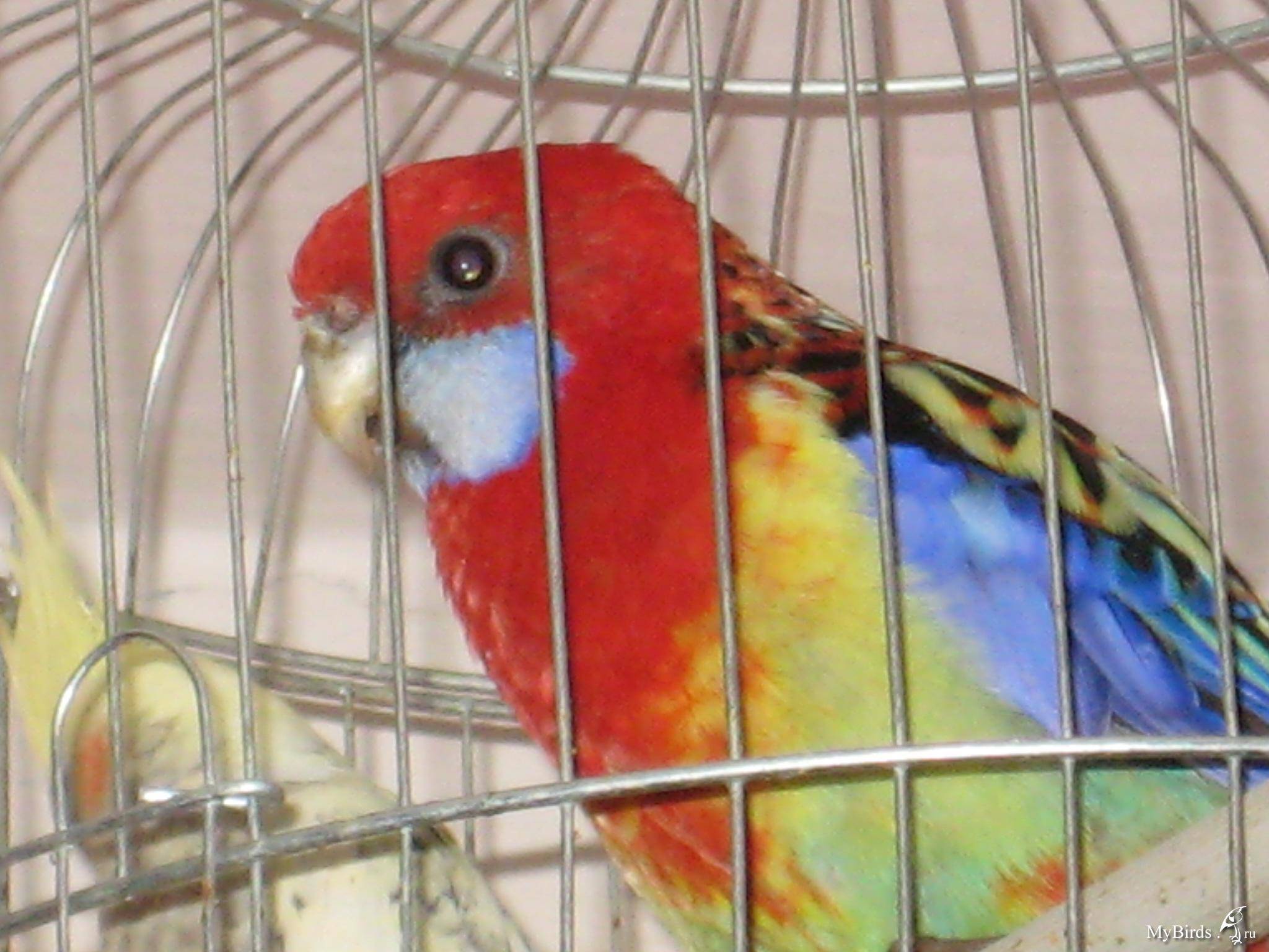 Попугай розелла: уход и содержание в домашних условиях
