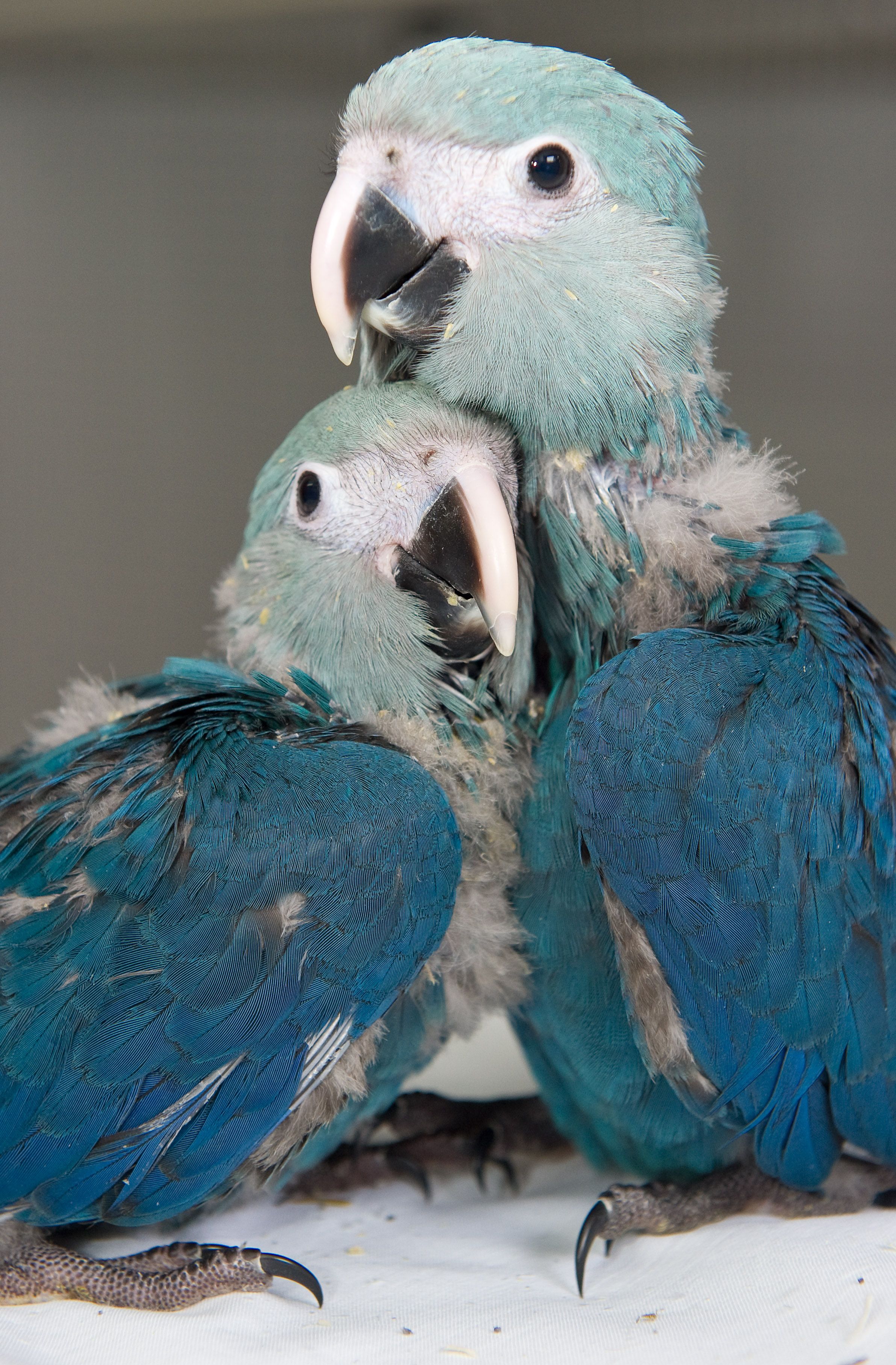Голубой ара