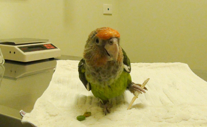 Лапки волнистого попугая: что делать если болят, наросты и шелушатся, скрючились, как лечить заболевания