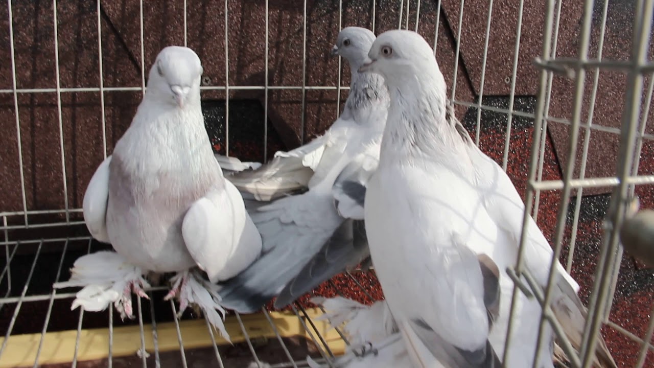 Бойные голуби – описание пород, уход, кормление и тренировки
