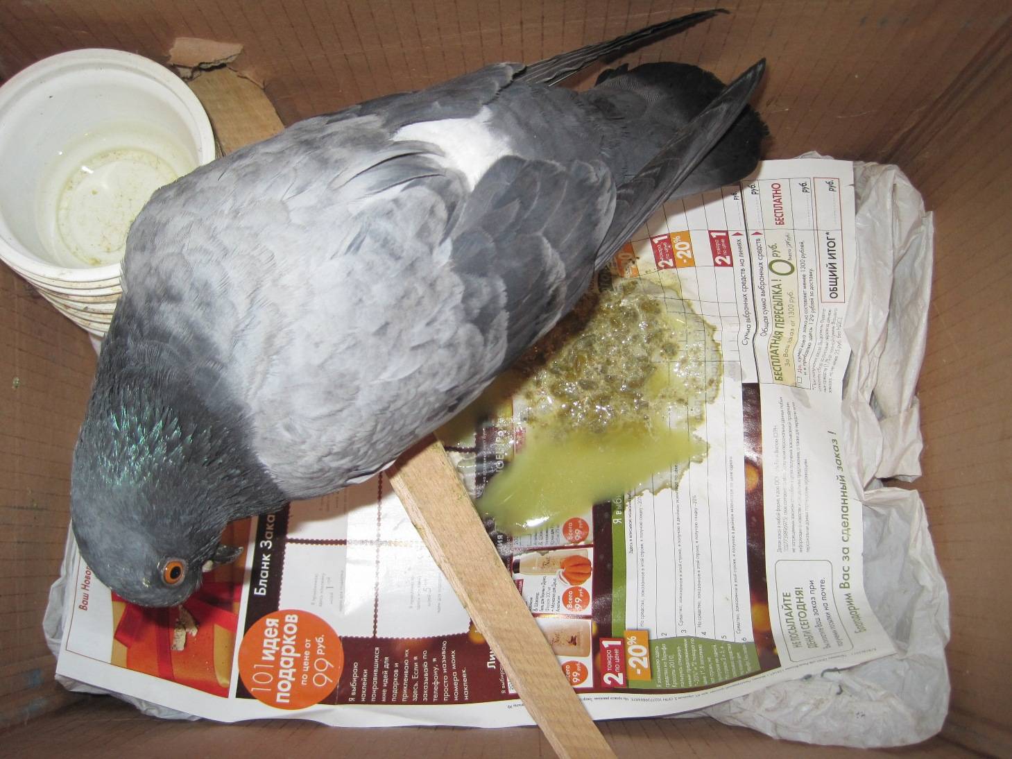 Вертячка у голубей: признаки, лечение и профилактика