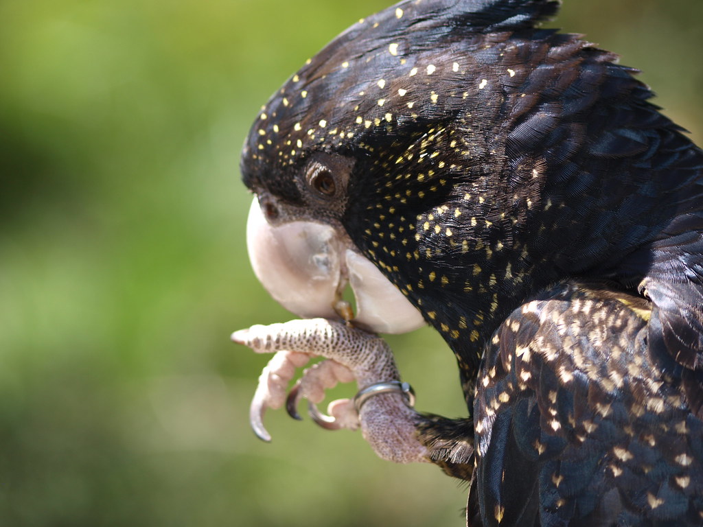 Попугай какаду | животный мир