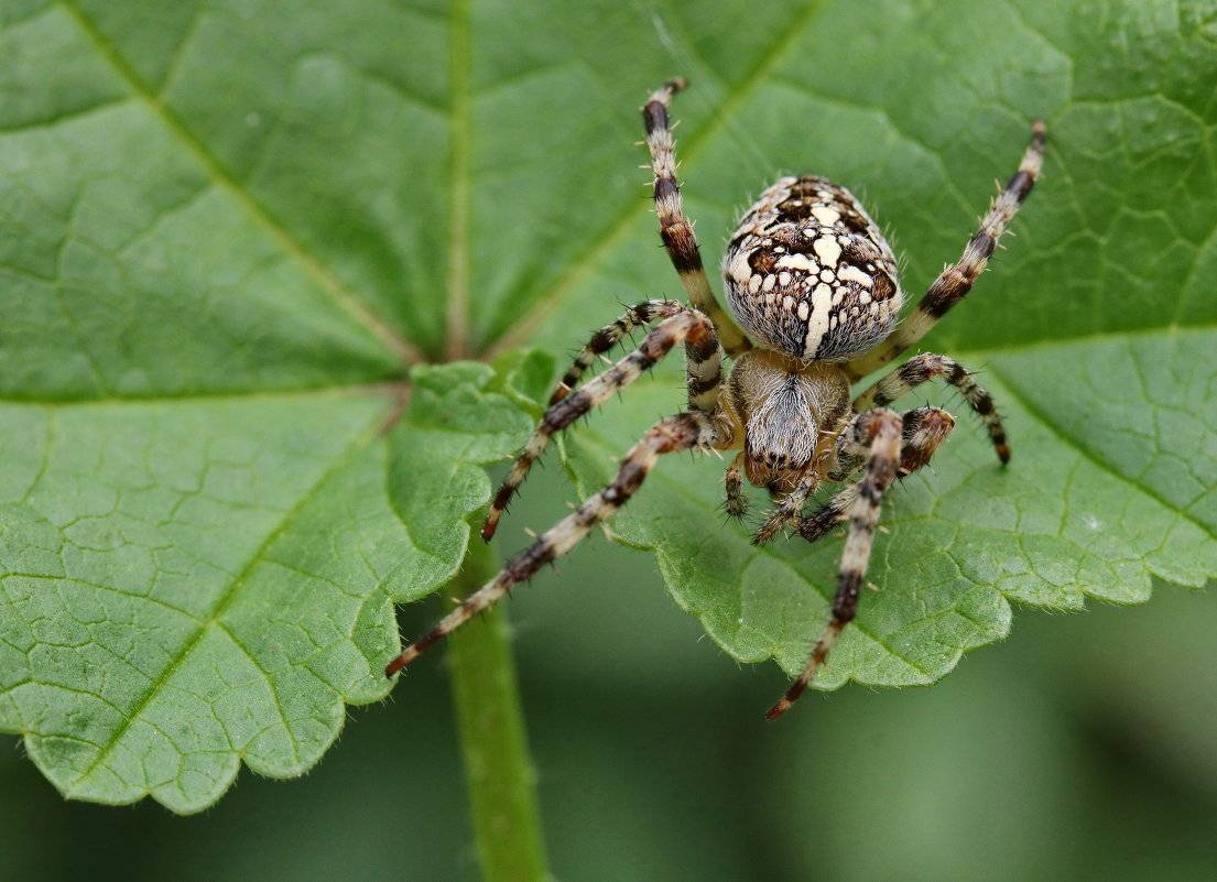 Паук крестовик – образ жизни, особенности и опасность укуса. как распознать паука-крестовика и насколько он опасен?