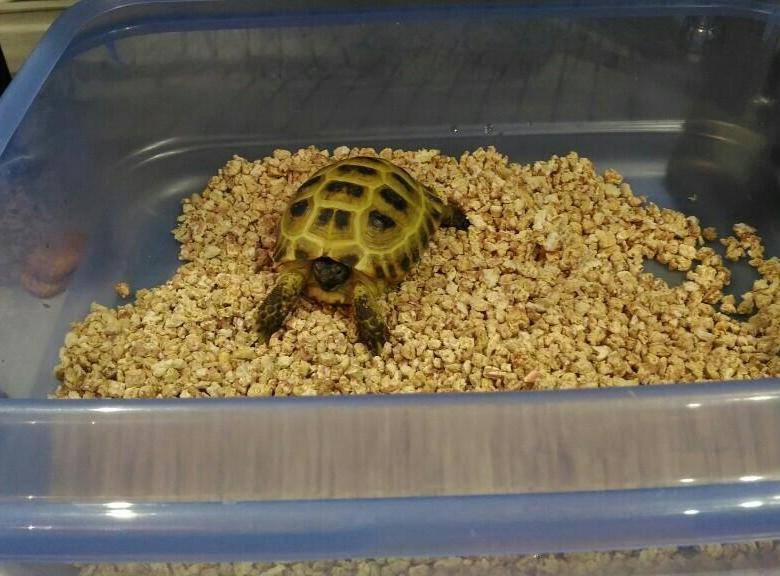 Содержание сухопутной черепахи в домашних условиях