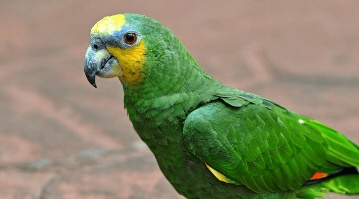 Попугай амазон: содержание в домашних условиях, виды, фото