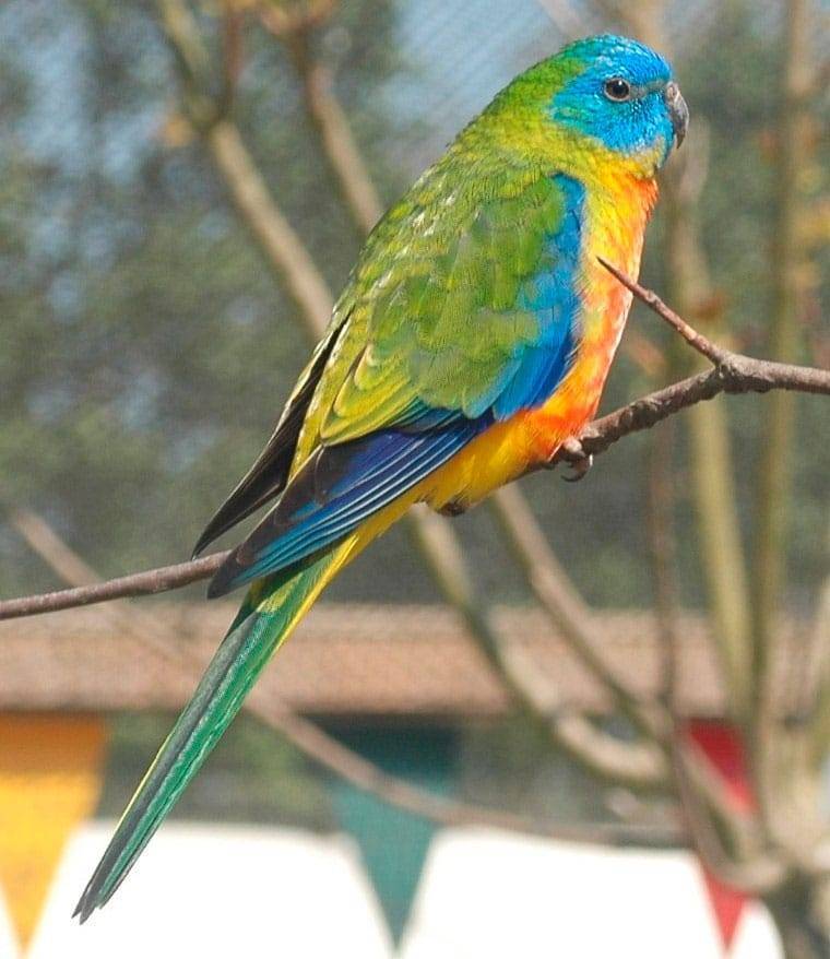 Лазурный травяной попугайчик (neophema pulchella)