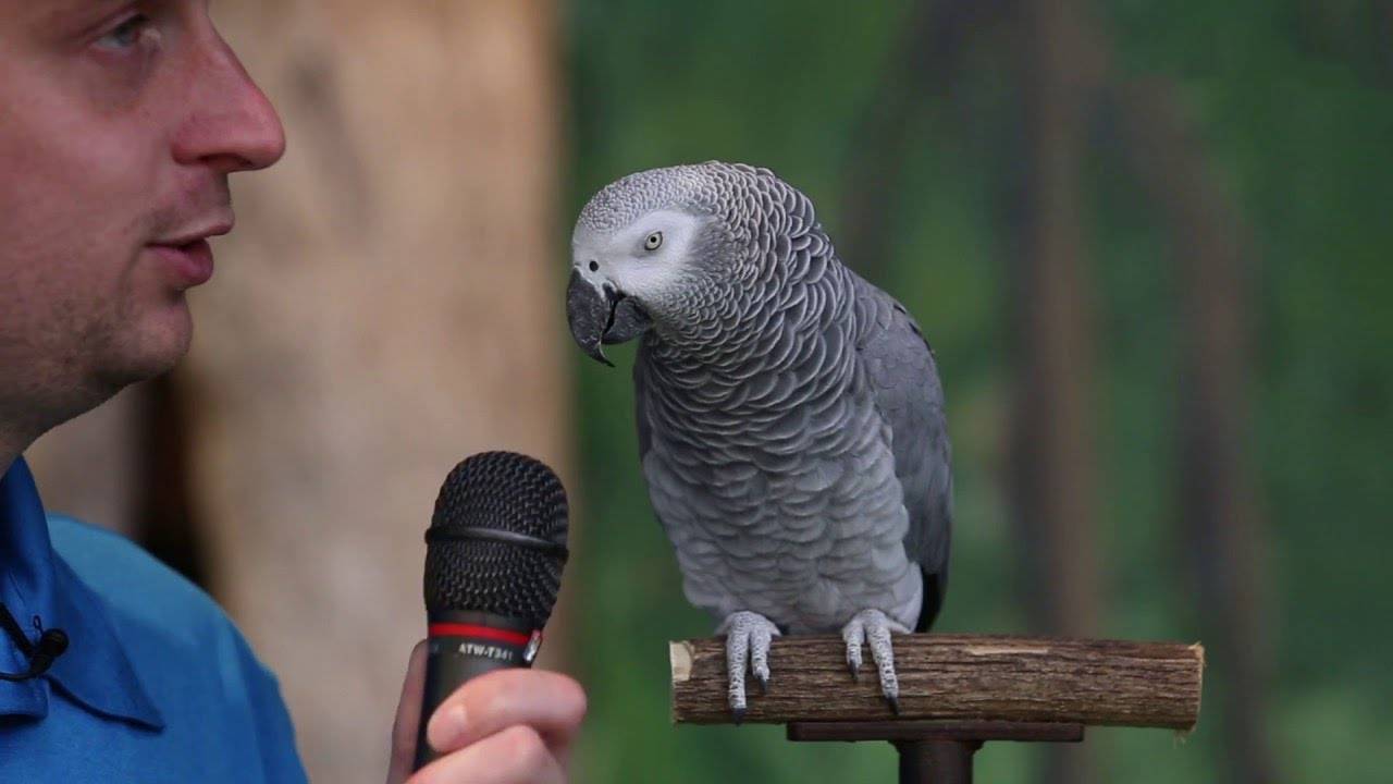 Говорящие попугаи для дома, какие виды легче научить