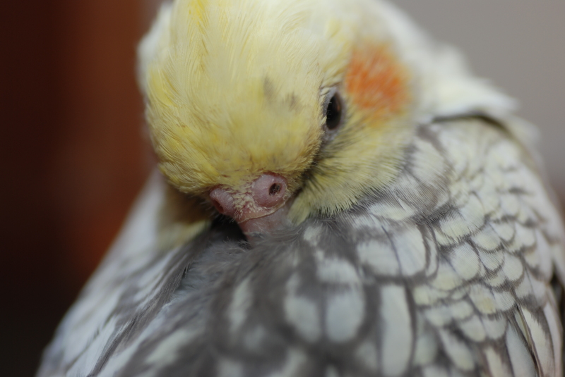 Болезни попугаев корелла: симптомы и их лечение
