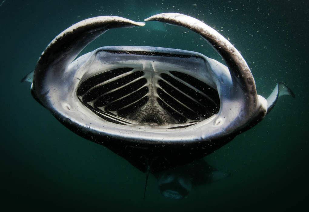 Гигантская манта имеет челюсть. манта или гигантский морской дьявол (manta birostris)
