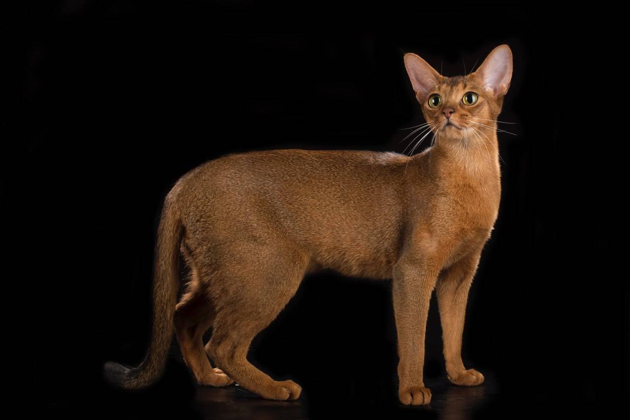 Абиссинская кошка: описание, характер, окрасы с фото