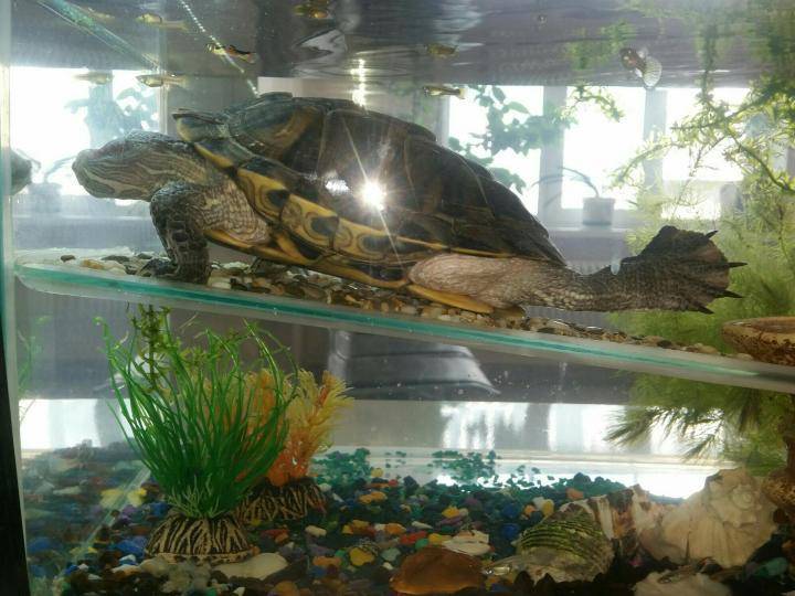 Аквариум для красноухой черепахи – советы и рекомендации по выбору