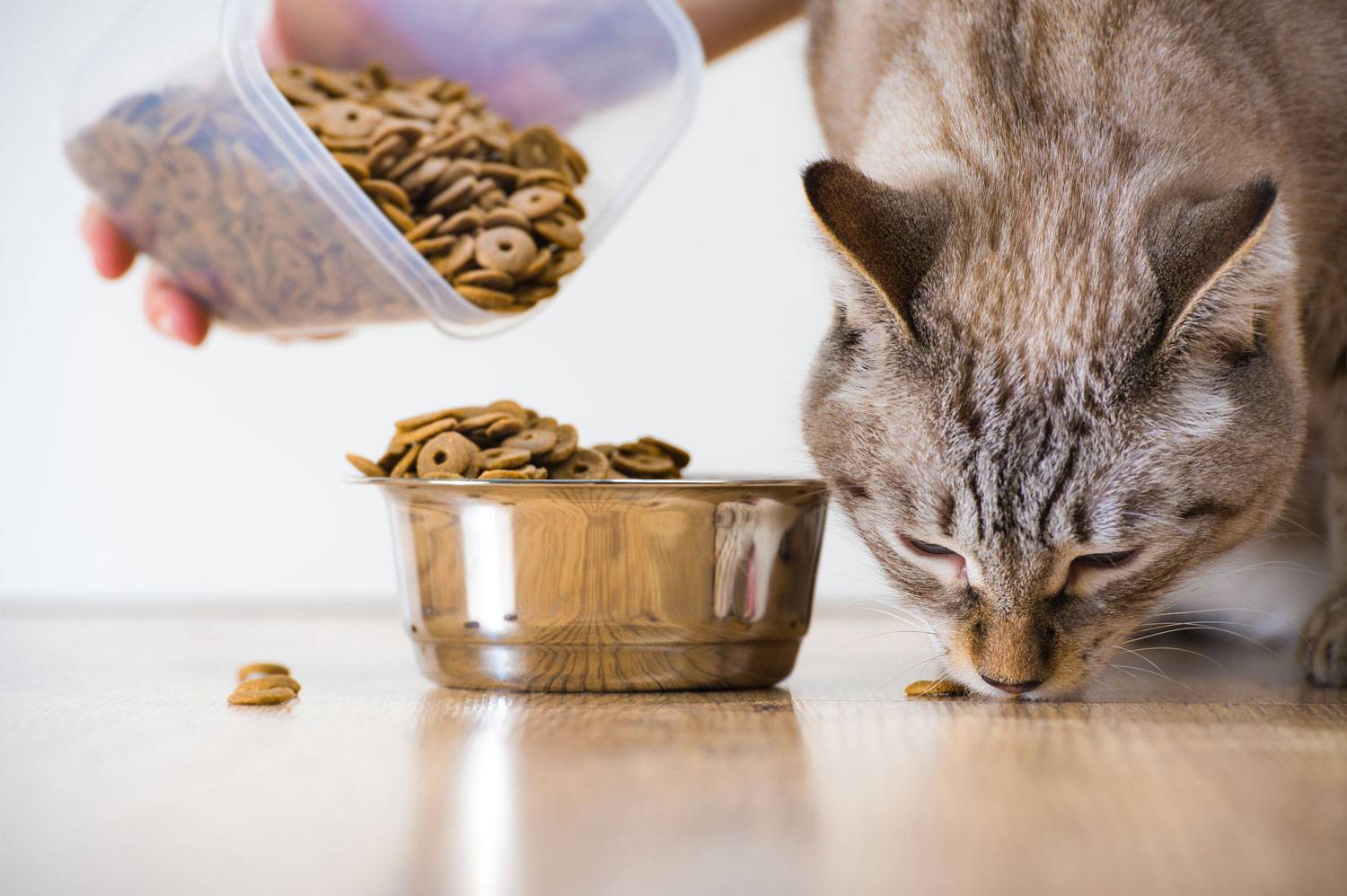Можно ли кошек кормить сухим собачьим кормом