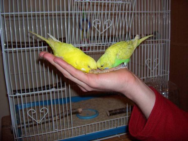 Волнистые попугаи: как приручить к рукам и сделать так, чтобы питомец перестал вас бояться?