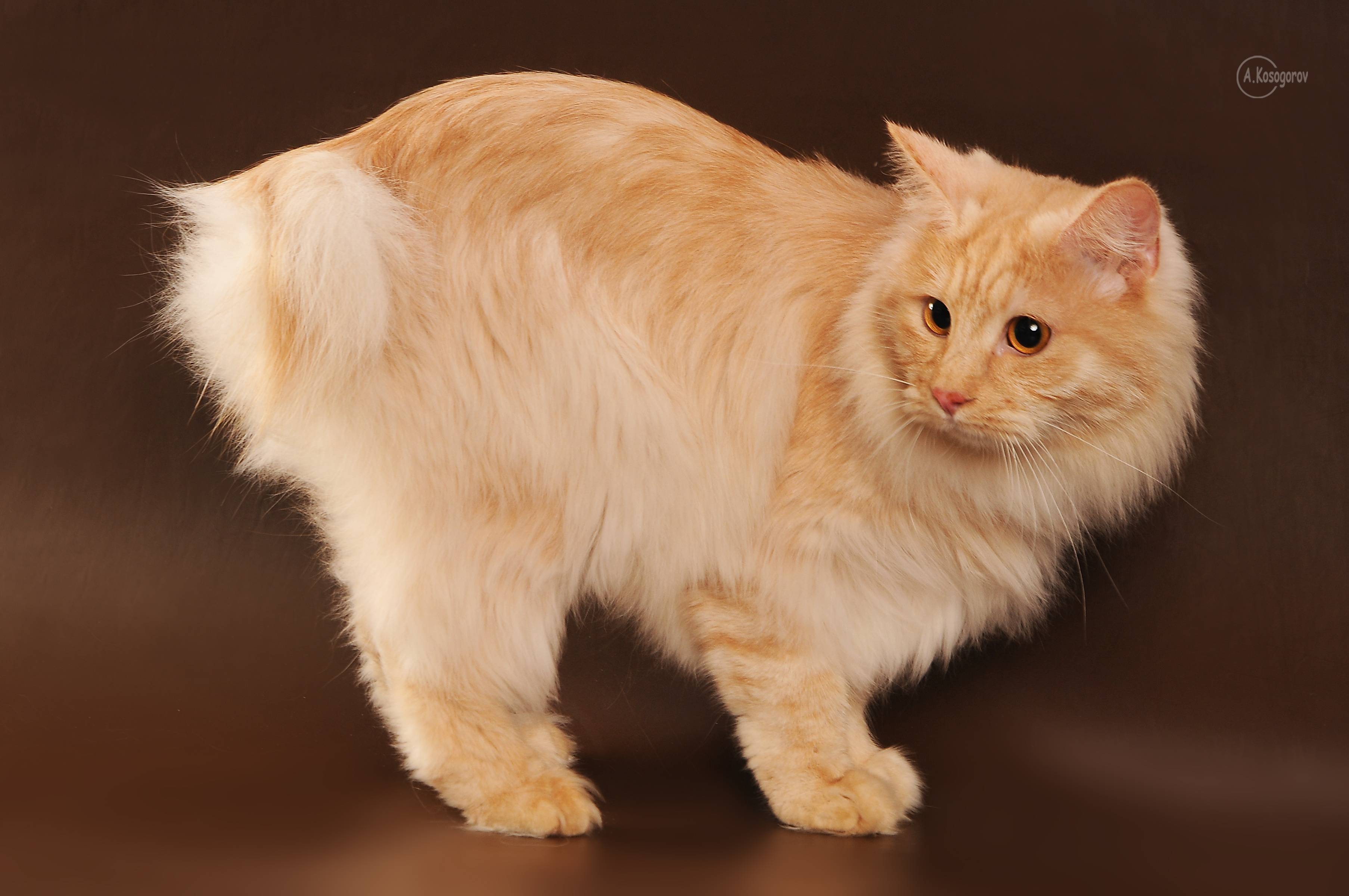 Курильский бобтейл — кошка с характером собаки, характер, описание, уход