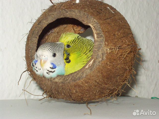 Как правильно обустроить гнездо для волнистых попугаев