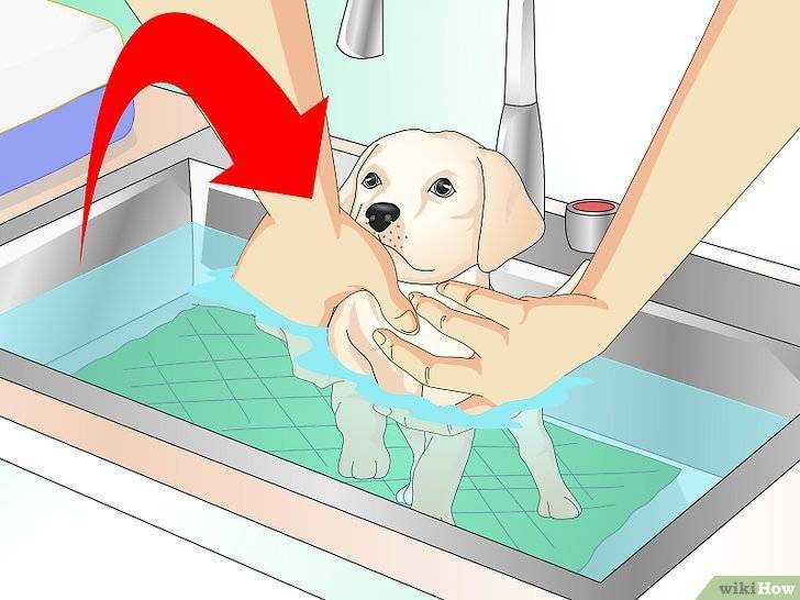 С какой периодичностью нужно мыть собаку?