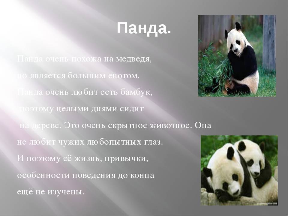 Большая панда — фото, описание, где обитает, чем питается, угрозы